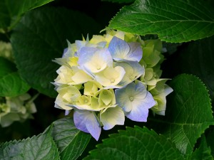 Hortensia